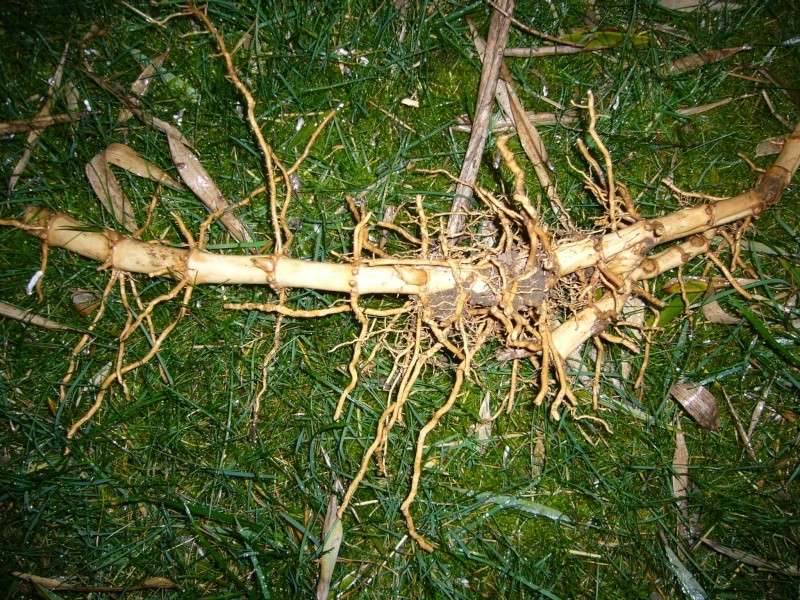 comment planter rhizome bambou
