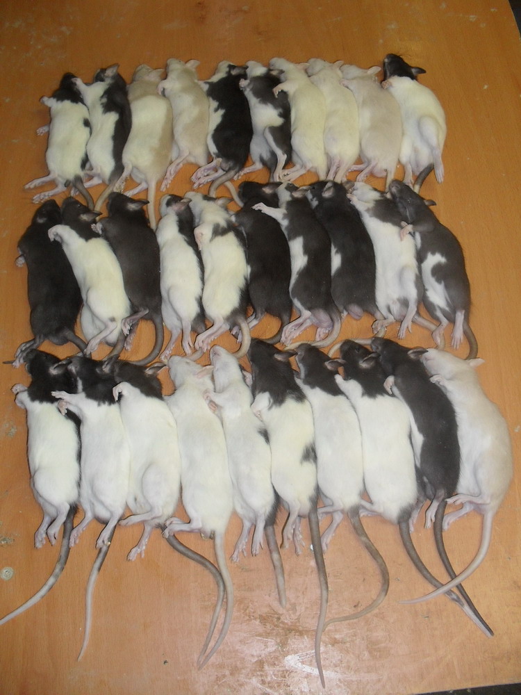 Frozen Rats