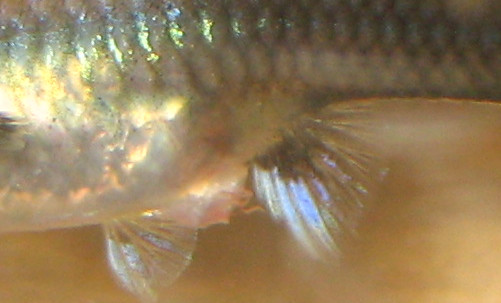 What are the signs of a pregnant platy fish?