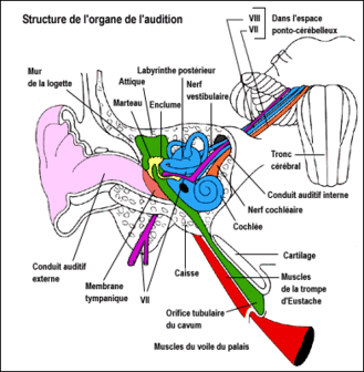 structure de l'organe de l'audition