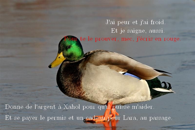 joyeux anniversaire image marrante