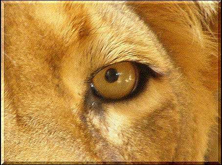 lion310.jpg