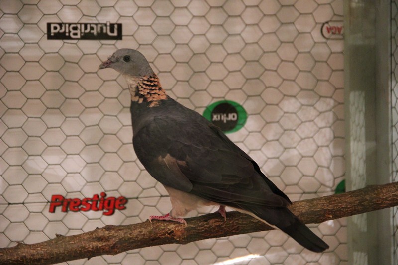 pigeon19.jpg
